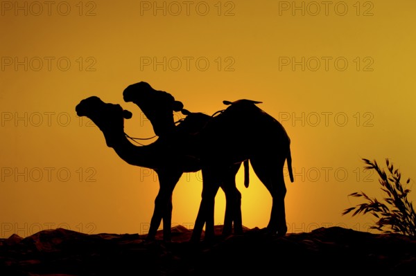 Orange yellow color sky land two camels