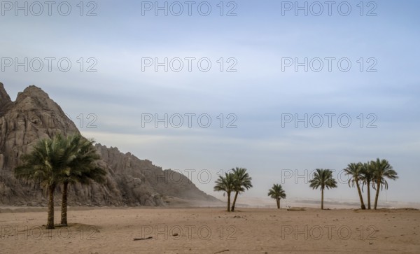 Green palm trees on the background of the desert of Egypt and the mountains