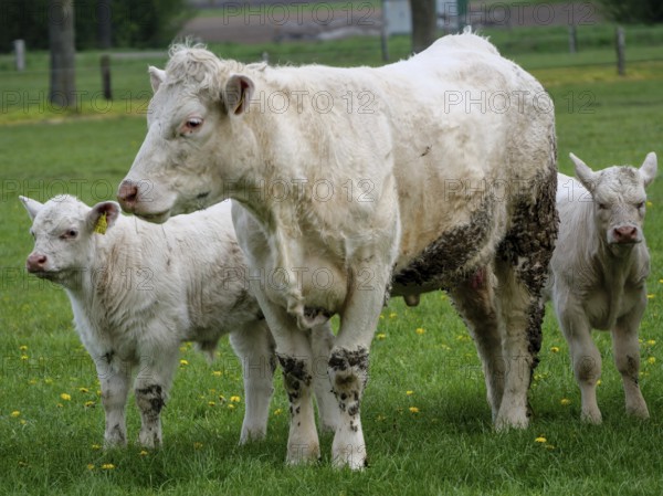 A larger cow with two calves grazing in a green field, white cows and calves on a green meadow in Münsterland, borken, Germany