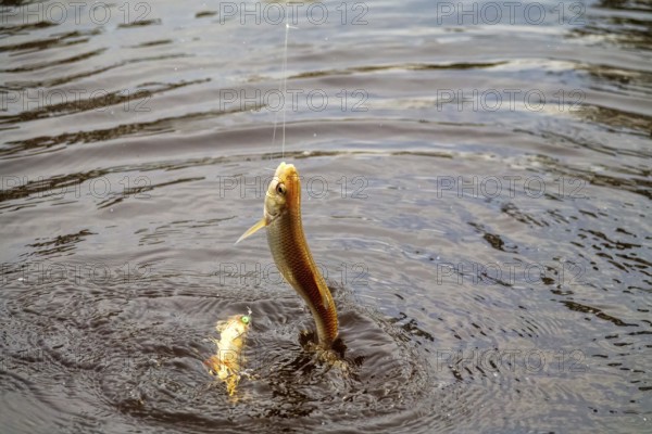 Roach. Gambling fishing on the river in the evening. Leger rig evening biting, bottom line set up. Two or three fishes are sometimes caught