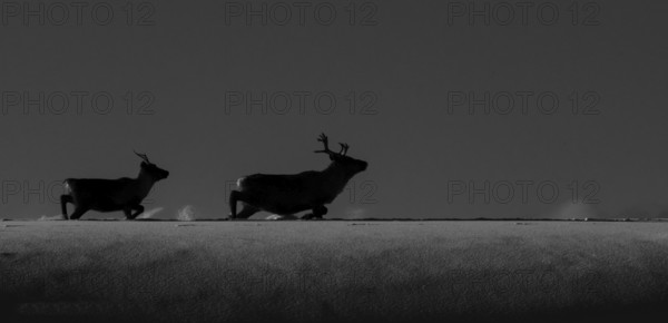 Rangifer tarandus, Offersoy, Lofoten, norway