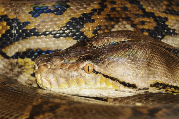 Portrait Of Python