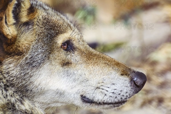 Close up Portrait of the Grey Wolf Varna, Bulgaria