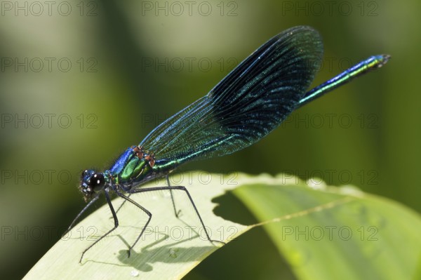 Macro of a male Banded demoiselle Calopteryx splendens on a leaf