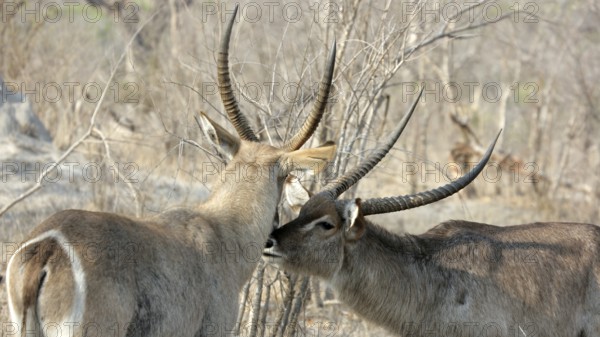 Waterbuck, Sabi Sands, Kruger National Park, South Africa South Africa