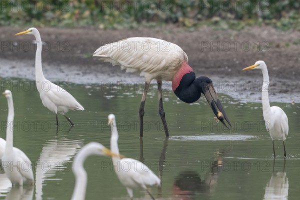 Jabiru (Jabiru mycteria), catching a fish, Pantanal, inland, wetland, UNESCO Biosphere Reserve, World Heritage Site, wetland biotope, Mato Grosso, Brazil