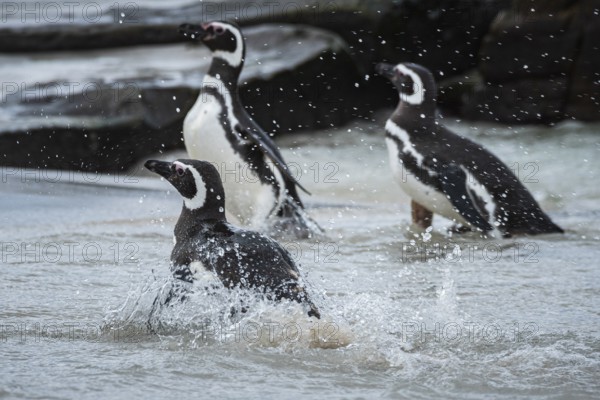 Magellanic Penguins (Sphreniscus magellanicus) landing on a beach, Bleaker Island, Falkland Islands, Great Britain, South Atlantic Ocean