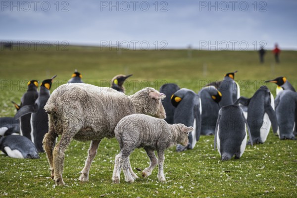 Sheep and king penguins (Aptenodytes patagonicus) on a pasture, Volunteer Point, Falkland Islands, Great Britain, South Atlantic