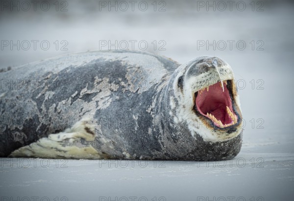 Leopard seal (Hydrurga leptonyx) yawning, Volunteer Point, Falkland Islands, Great Britain, South Atlantic