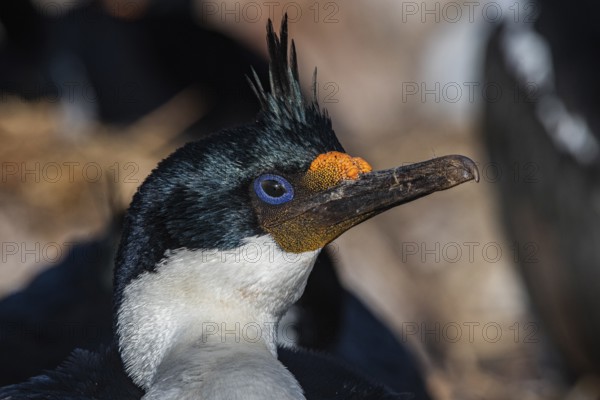 Blue-eyed Cormorant (Phalacrocorax atriceps), also Imperial shag, portrait, Bleaker Island, Falkland Islands, Great Britain, South Atlantic