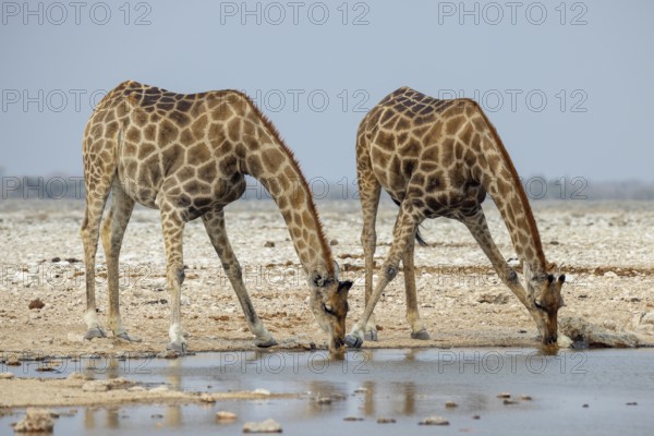 Giraffes, Giraffa, at the waterhole, drinking, Etosha National Park, Namibia