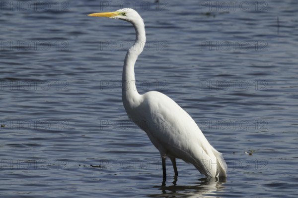 Great Egret standing in water looking left