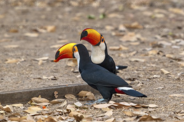 Giant toucan (Ramphastos toco), 2 animals, Pantanal, inland, wetland, UNESCO Biosphere Reserve, World Heritage Site, wetland biotope, Mato Grosso, Brazil