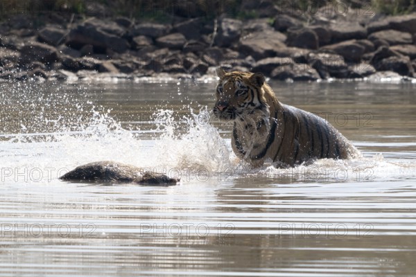 Tiger (Panthera tigris), Bengal tiger or Indian tiger, big cat (Pantherinae), carnivore (Carnivora), critically endangered, playing with killed wild boar (Sus scrofa) in the water, Satpura National Park, Tiger Reserve, Madhya Pradesh, Pachmarhi Biosphere Reserve, India
