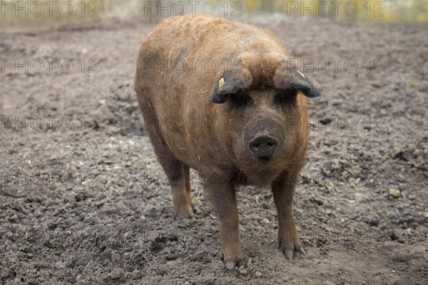 Woolly pig in the sand