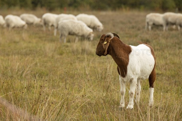 Boer goat during landscape conservation