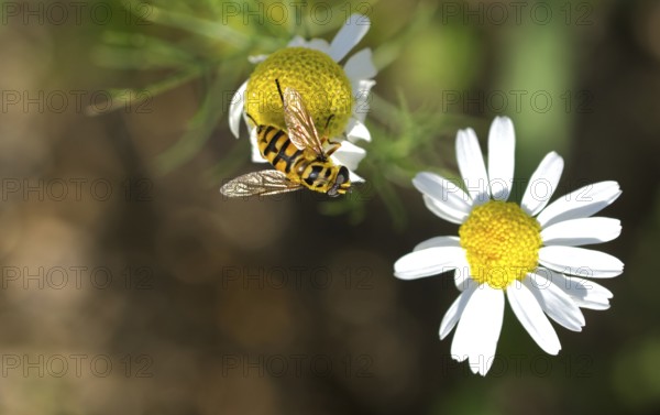 Death's-head hoverfly (Myathropa florea)