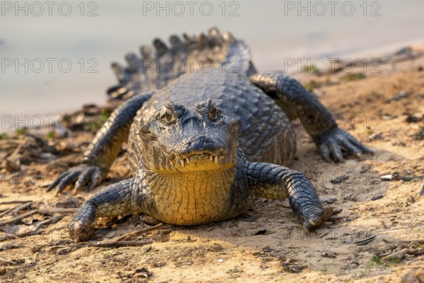 Caiman (Caimaninae), Crocodile (Alligatoridae), crocodile (Crocodylia), front view, close-up, Pantanal, inland, wetland, UNESCO Biosphere Reserve, World Heritage Site, wetland biotope, Mato Grosso, Brazil
