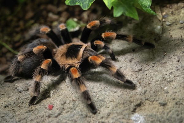 Tarantula spider close-up. Spider (Brachypelma smithi)