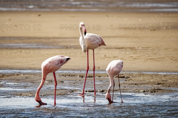 Close-up of flamingos in an Namibian bay