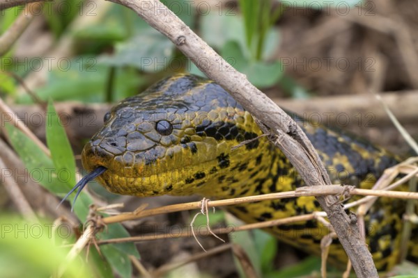 Yellow anaconda (Eunectes notaeus), also known as Paraguay anaconda or southern anaconda, boa (Boidae), animal portrait, Pantanal, inland, wetland, UNESCO biosphere reserve, world natural heritage site, wetland biotope, Mato Grosso, Brazil