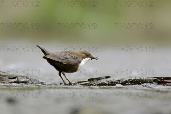 White-throated White-throated Dipper in the river stream. White-Throated Dipper in the river stream
