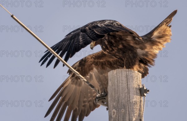 Golden Eagle Canada large majestic bird Prairies Canada