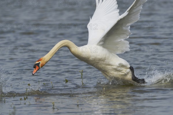 Mute swan defending its territory.mute swan in territorial defence