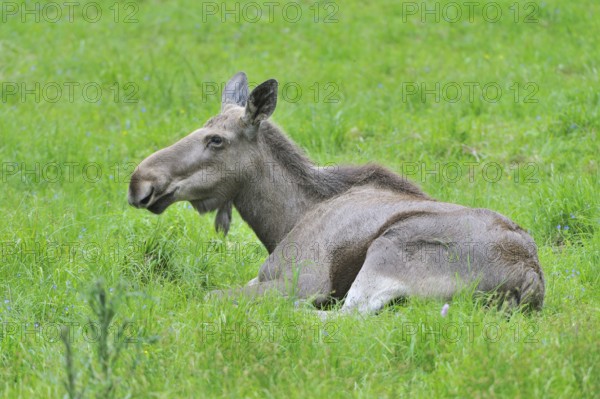 Young moose in a meadow. young moose in a meadow