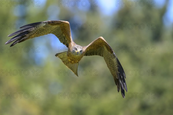 A black kite (Milvus migrans) flying majestically with outstretched wings in front of a blurred background, Kellerwald National Park, Edertal, Hesse, Germany