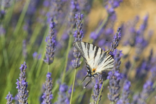 Old World swallowtail butterfly on Lavender