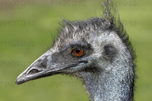 Emu