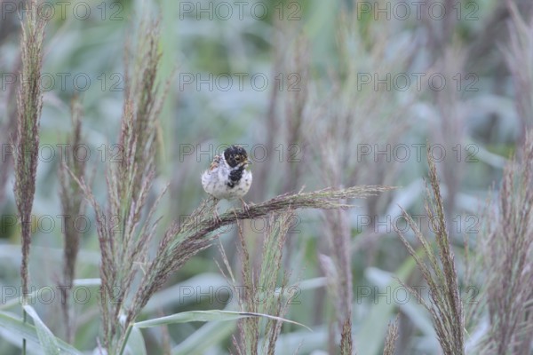 Reed Bunting, emberiza schoeniclus, singing, Germany, Common Reed Bunting, male