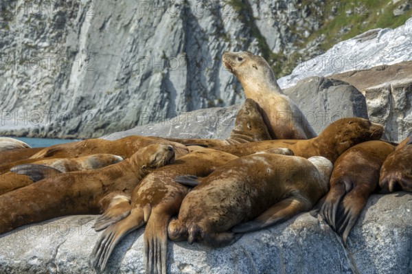 Group of golden brown sea lions sunning themselves on rocks by the water in Kamchatka, Russia