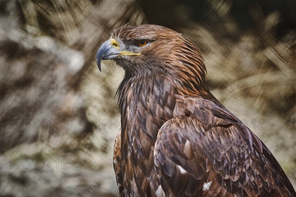 Close up Portrait of Golden Eagle (Aquila Chrysaetos Canadensis) Varna, Bulgaria