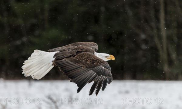 A North American bald eagle (Haliaeetus leucocephalus) at a bird of prey nature reserve