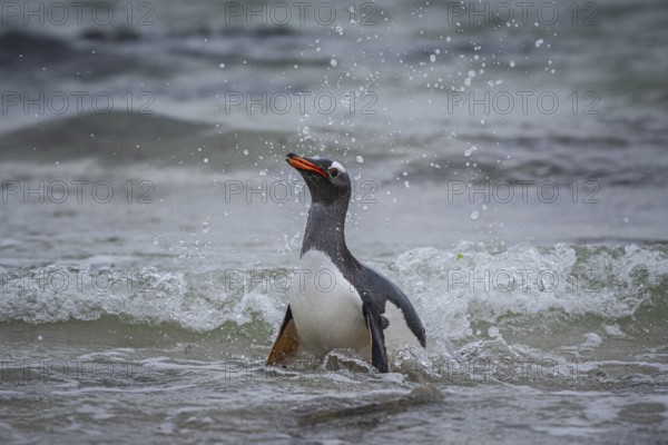 A gentoo penguin (Pygoscelis papua) landing on a beach, Pebble Island, Falkland Islands, Great Britain, South Atlantic Ocean