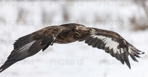 A captive golden eagle (Aqulia chrysaetos) at a bird of prey nature reserve in winter