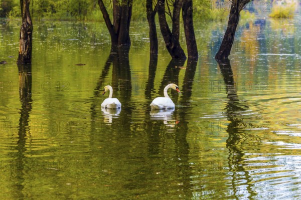 Spring Flood. The lake in Northern Italy - Lago de Fusine. Wonderful rest on beautiful nature. The white swans swims and reflects in the smooth water. Concept of cultural and ecological tourism