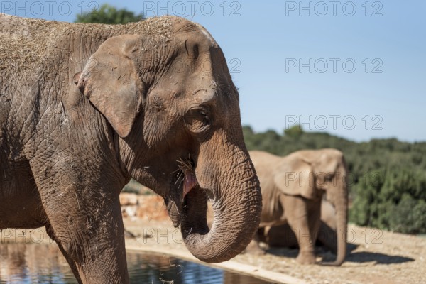 Elephant at zoo safari Fasano, Italy
