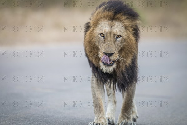 Male Lion walking towards the camera in the Kruger National Park, South Africa