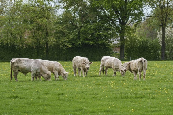 Group of cows on green pasture surrounded by trees and spring atmosphere, weseke, münsterland, germany