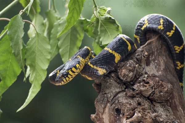 Boiga snake dendrophilia in defensive mode