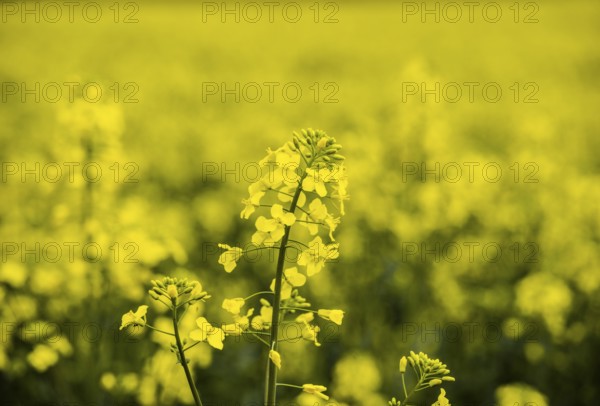 Rapeseed field near Adelebsen, Lower Saxony, Germany