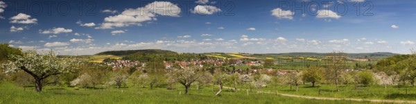 Panorama of apple tree blossom in spring, Düdesheim, Wetterau, Hesse, Germany