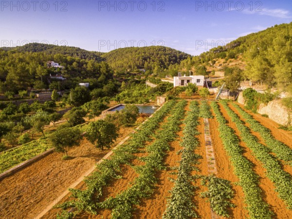 Obstplantagen Broll de Buscastell, San Antonio de Portmany, Ibiza, Balearische Inseln, Spanien