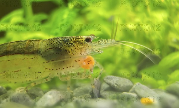 Macro shot of Freshwater Amano shrimp eating. Caridina multidentata