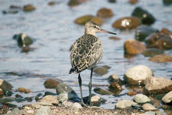 Black-tailed godwit (Limosa limosa), a young bird on the seaside meadow, marsh and pebble beach. Lake Ladoga in North-Western Russia
