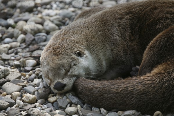 Canadian otter