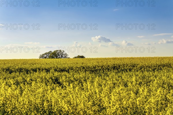 Yellow rapeseed field in spring under the blue sky